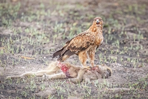 Hunting Prints: Africa, Botswana, Kwando Concession. A raptor bird with a killed baby baboon