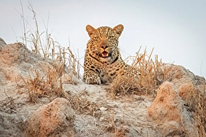 Watching Prints: Africa, Botswana, Kwando Concession. A Leopard climbing on a termite mount