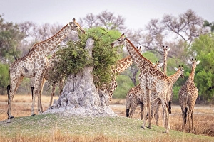 Giraffa Giraffa Prints: Africa, Botswana, Kwando Concession. A group of Giraffes feeding on top of a termite mount