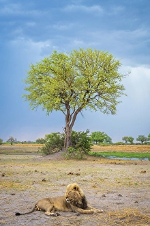Watching Prints: Africa, Botswana, Kwando Concession. A beautiful male lion lying near to a tree