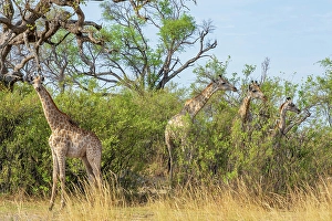 Watching Prints: Africa, Botswana, Kwando Concession. A group of Giraffes