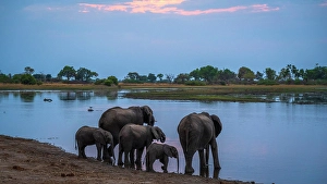 Elephants Prints: Africa, Botswana, Kwando Concession. An elephant herd drinking in a lagoon at dusk