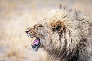 Kwando Prints: Africa, Botswana, Kwando Concession. A beautiful male lion showing his teeth grimacing