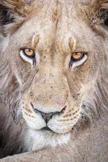Kwando Prints: Africa, Botswana, Kwando Concession. A beautiful young male lion portrait