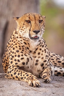Watching Prints: Africa, Botswana, Kwando Concession. A male cheetah