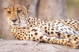 Watching Prints: Africa, Botswana, Kwando Concession. A male cheetah