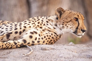 Watching Prints: Africa, Botswana, Kwando Concession. A male cheetah