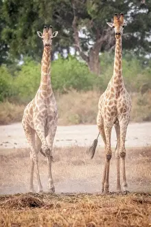 Males Prints: Africa, Botswana, Kwando Concession. Two male giraffes