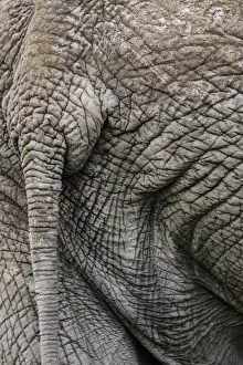 Okavango Prints: Africa, Botswana, Okavango delta. the rear side of an elephant