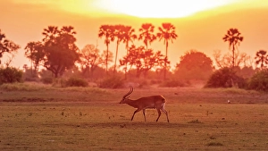 Savanna Prints: Africa, Botswana, Okawango Delta
