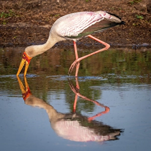 Mycteria Ibis Prints: Africa, Botswana, Okawango Delta, Pompom Camp. A yellow-billed stork fishing