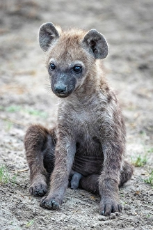 Watching Prints: Africa, Botswana, Okawango Delta, Pompom Camp. A cub of a spotted hyena