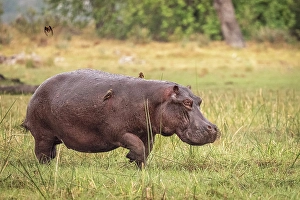Running Prints: Africa, Botswana, Okawango Delta