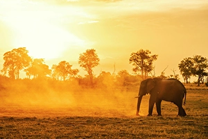 Savanna Prints: Africa, Botswana, Okawango Delta, Pompom Camp. An elephant at sunset raising dust