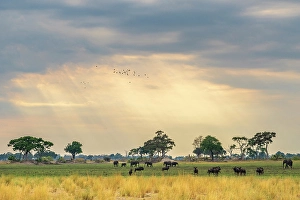 Grassland Prints: Africa, Botswana, Okawango Delta