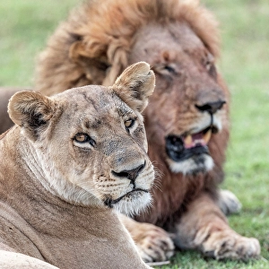 Africa, Botswana, Okawango Delta, Pompom Camp. A beautiful couple of lions