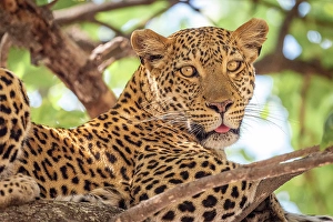 Watching Prints: Africa, Botswana, Okawango Delta, Pompom Camp. A beautiful Leopard in the tree