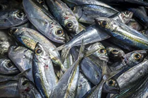 Capeverde Prints: africa, Cape Verde, Sal. Santa Maria. Fresh fish