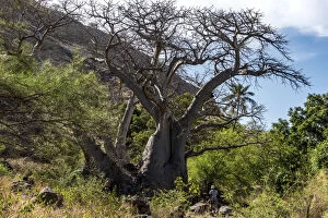 africa, Cape Verde, Santiago. The big baobab on the way to Cidade Velha