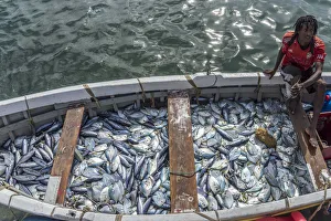 africa, Cape Verde, Santiago. Fishermen of Tarrafal