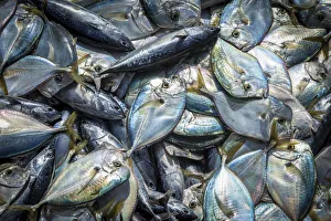 Cabo Verde Prints: africa, Cape Verde, Santiago. Fresh fish