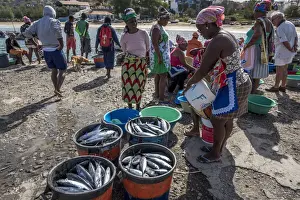 africa, Cape Verde, Santiago. Market-women buying fresh fish from the fishermen