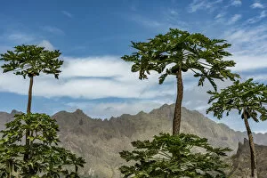 Images Dated 23rd February 2017: africa, Cape Verde, Santo Antao. Papaya trees and mountains