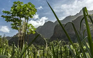 Images Dated 23rd February 2017: africa, Cape Verde, Santo Antao. Sugar cane and papaya in the Paul Valley