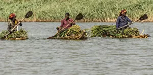 Paddle Gallery: Africa, Ethiopia, Bahir Dar. Men on canoes transporting papyrus