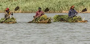 Papyrus Prints: Africa, Ethiopia, Bahir Dar. Men on canoes transporting papyrus