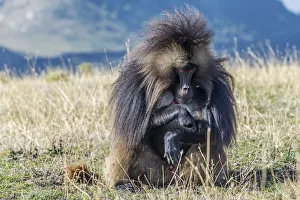 Heart Prints: Africa, Ethiopia, Debre Libanos. Gelada Baboon at the ethiopian highlands