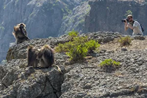 Africa, Ethiopia, Debre Libanos. Gelada Baboon at the ethiopian highlands