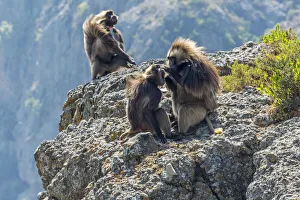 Africa, Ethiopia, Debre Libanos. Gelada Baboon at the ethiopian highlands