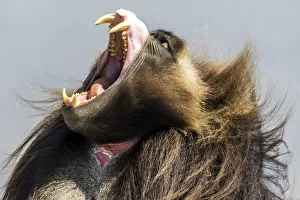 Africa, Ethiopia, Debre Libanos. Gelada Ape yawning