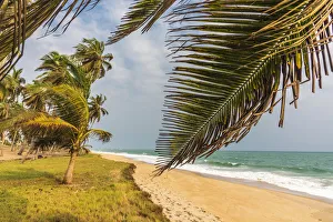 Windy Prints: Africa, Ghana, Elmina. Ampenyi. The beach with the coconut palm grove