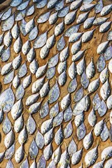 Ghana Collection: Africa, Ghana, Elmina drying fish at the market