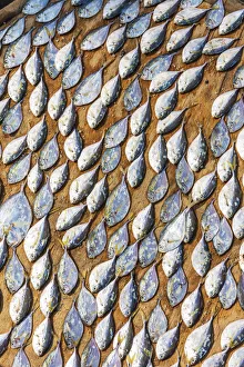 Elmina Prints: Africa, Ghana, Elmina drying fish at the market