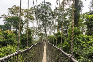 Images Dated 28th February 2019: Africa, Ghana, Kakum National Park. The canopy walkway