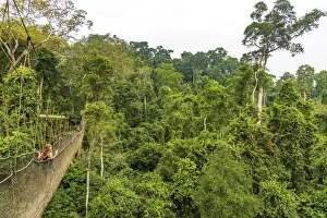 Africa, Ghana, Kakum National Park. The canopy walkway