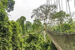 Africa, Ghana, Kakum National Park. The canopy walkway
