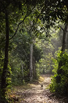 Westafrican Prints: Africa, Ghana, Volta Region. The path to the Wle waterfall