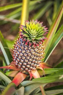Images Dated 28th February 2019: Africa, Ghana, Volta Region. Pineapple plant