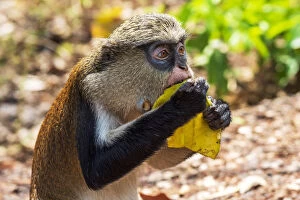Africa, Ghana, Volta Region. In the Tafi-Atome Monkey Sanctuary