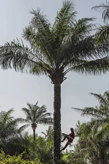 Africa, Guinea Bissau. Bijagos Islands. Climbing a palm tree to collect palm wine