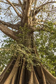Africa, Guinea Bissau. Bijagos Islands. Majestic Kapok Trees