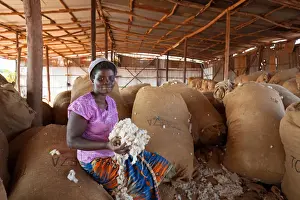 Africa, Malawi, Balaka district. Cotton processing