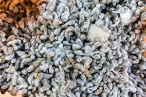 Africa, Malawi, Balaka district. Cotton processing