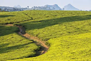 Africa, Malawi, Blantyre district, Cultivations of tea
