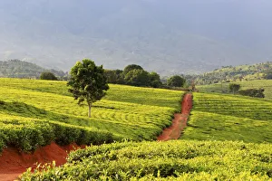 Africa, Malawi, Blantyre district, Cultivations of tea