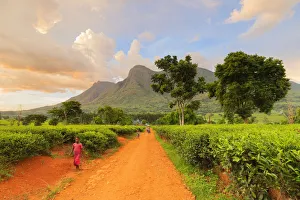 Africa, Malawi, Blantyre district, Cultivations of tea